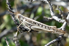 Austracris guttulosa