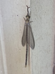 Brachynemurus