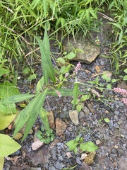 Persicaria maculosa