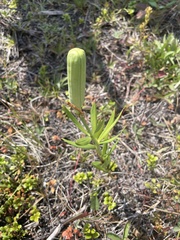 Lilium philadelphicum