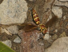 Polistes instabilis