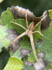 Pisaurina mira