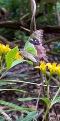 Graphium macleayanus