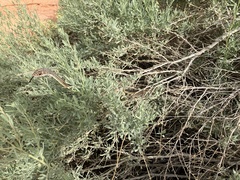 Masticophis taeniatus taeniatus