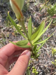 Lilium philadelphicum
