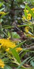 Graphium macleayanus