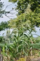 Sorghum bicolor