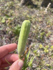 Lilium philadelphicum