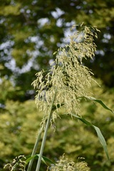 Sorghum bicolor