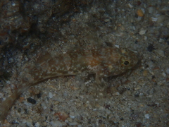 Bathygobius lineatus