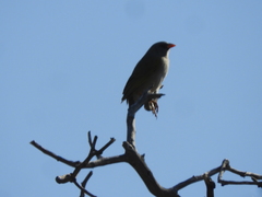 Embernagra platensis