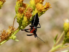 Apiomerus californicus