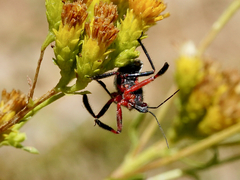 Apiomerus californicus