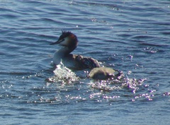 Podiceps cristatus