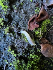 Deroceras reticulatum