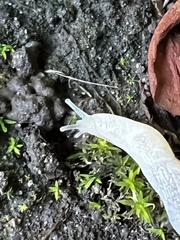 Deroceras reticulatum