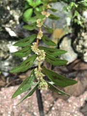 Euphorbia hirta