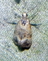 Cochylichroa
