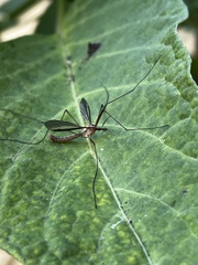 Tipulinae