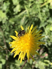 Eristalis dimidiata