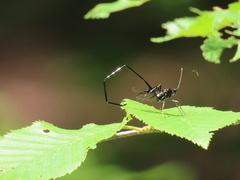 Pelecinus polyturator