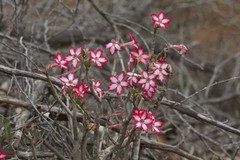 Adenium multiflorum