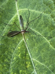 Tipulinae