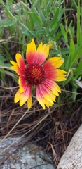 Gaillardia × grandiflora