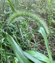 Setaria faberi