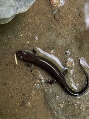 Desmognathus ochrophaeus