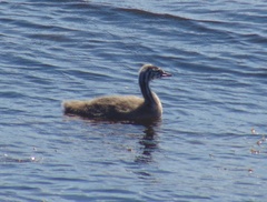 Podiceps cristatus