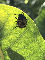 Labidomera clivicollis