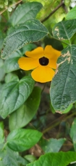 Thunbergia alata