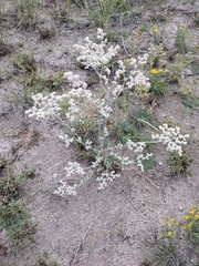 Eriogonum annuum