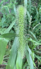 Setaria faberi