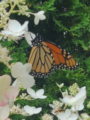 Danaus plexippus