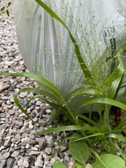 Panicum capillare