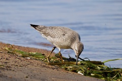 Calidris canutus