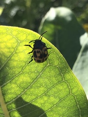 Labidomera clivicollis