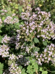 Origanum vulgare