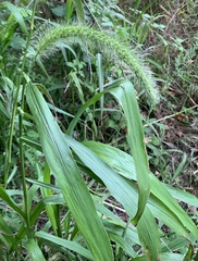 Setaria faberi