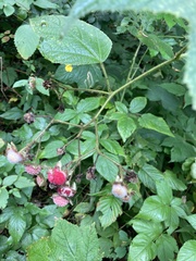 Rubus odoratus