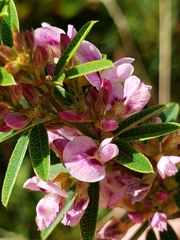 Lespedeza virginica