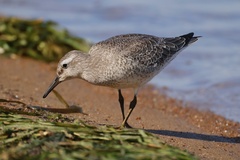 Calidris canutus