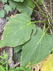 Symplocarpus foetidus