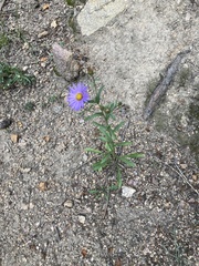 Erigeron glacialis