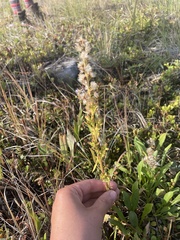 Solidago missouriensis