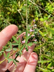Lespedeza virginica