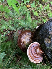 Ganoderma tsugae