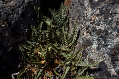 Myriopteris gracillima